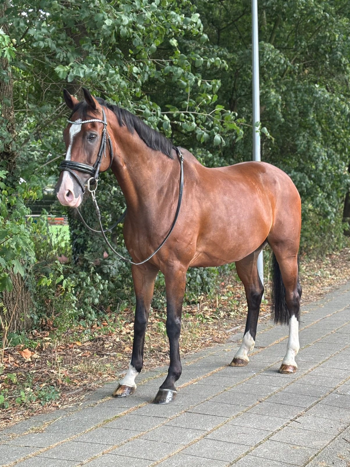 KWPN ruin met een gouden karakter en veel talent! ️, Springpaard, Ruin, M, Gechipt
