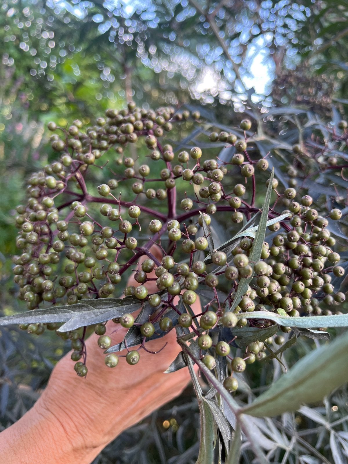Zwarte Vlier (Sambucus nigra) - Sierlijke struik met bessen, Volle zon, Vaste plant, Lente, Ophalen