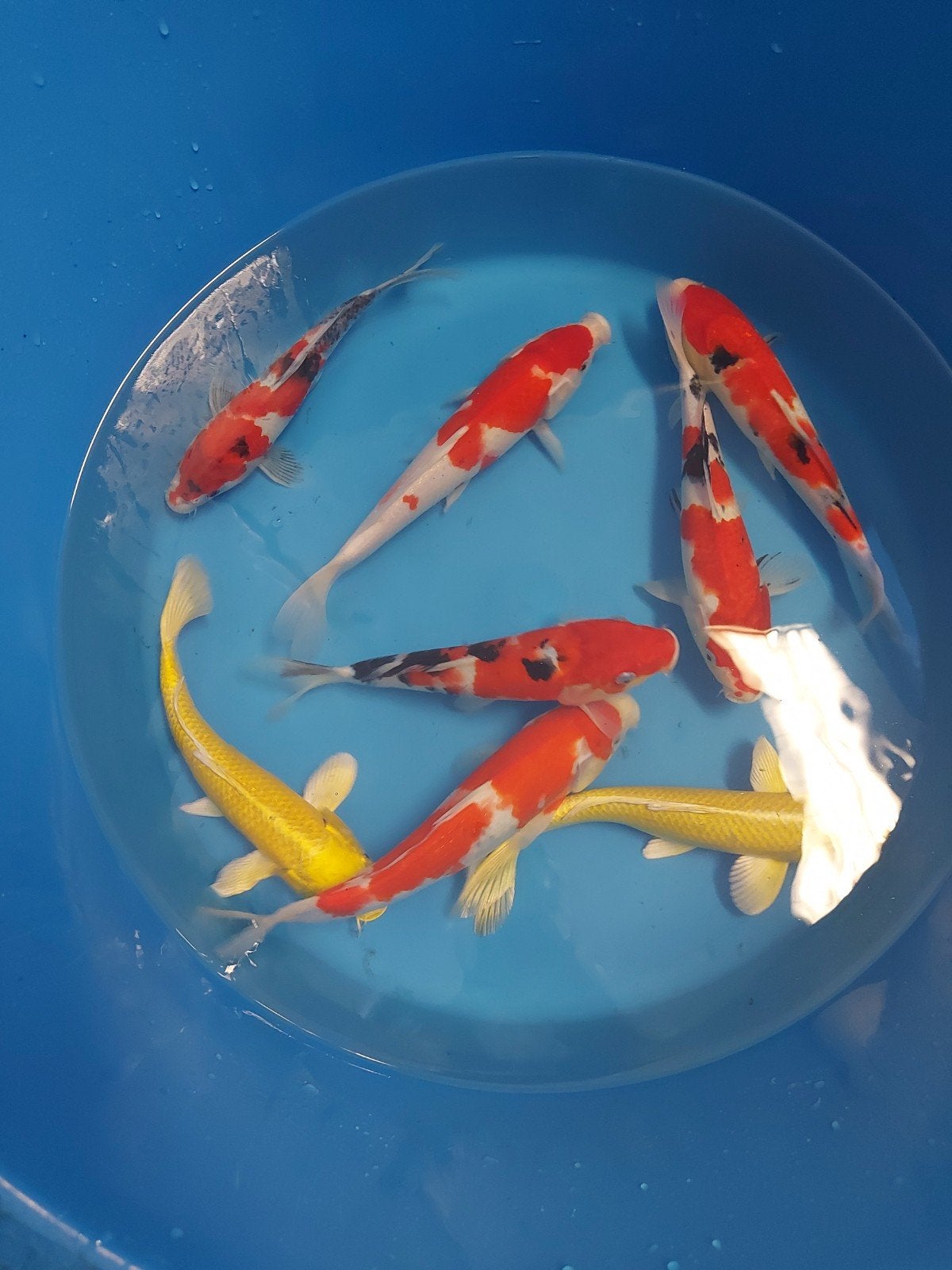 15 koi, Dieren en Toebehoren, Vissen | Vijvervissen, Karper of Koi