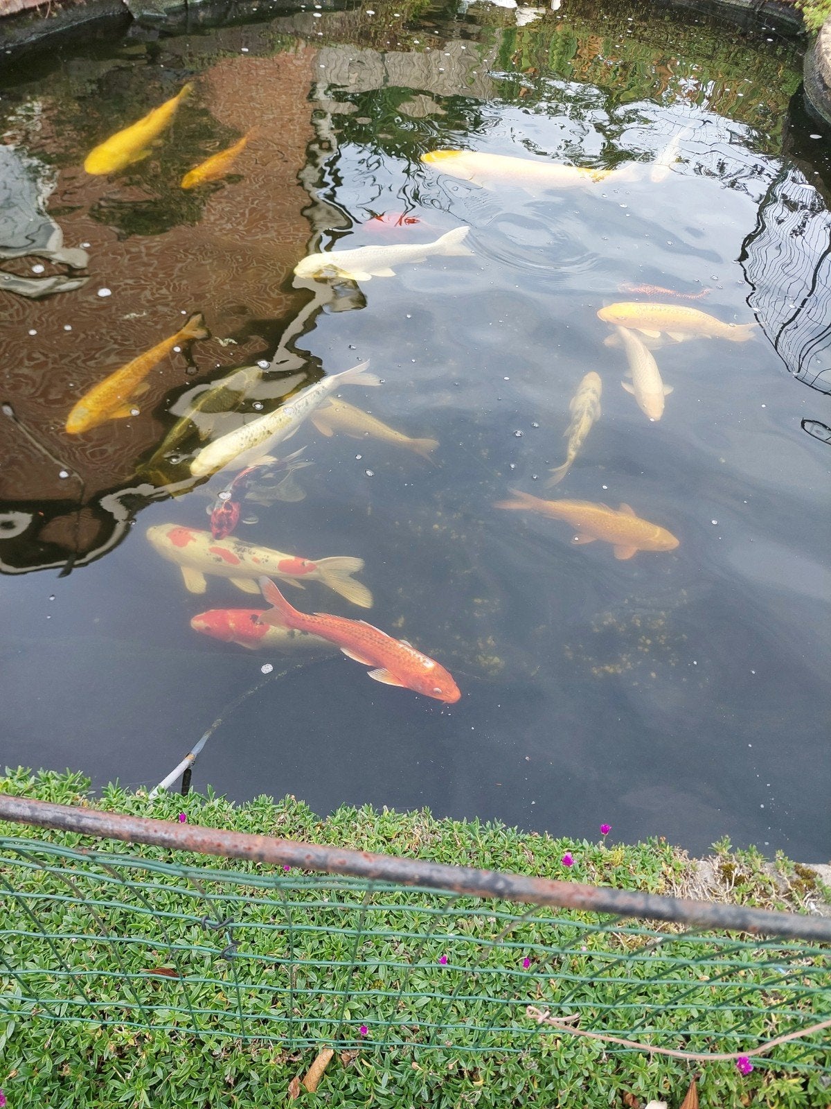 koikarpers, Dieren en Toebehoren, Vissen | Vijvervissen, Karper of Koi