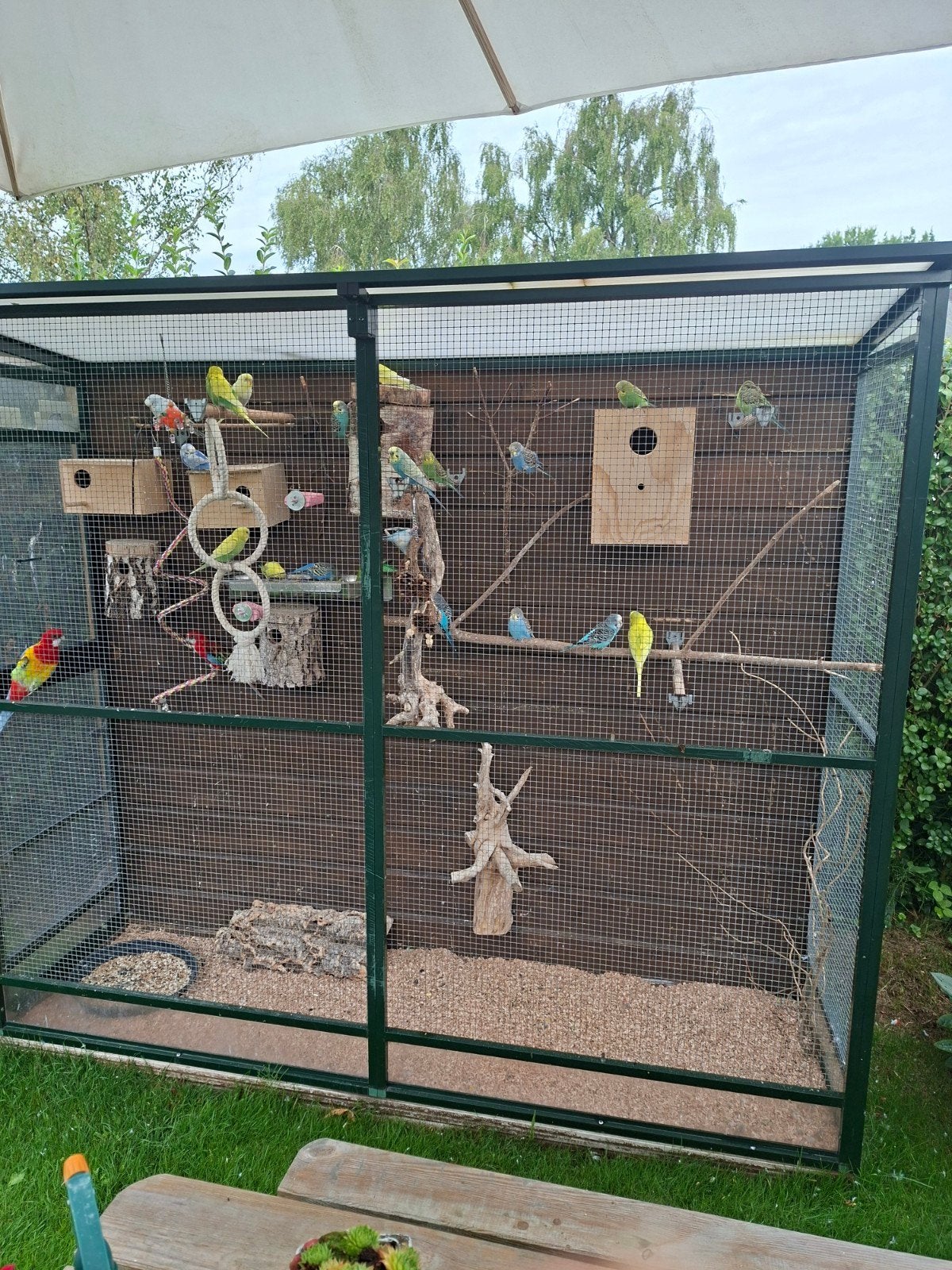grasparkieten, Dieren en Toebehoren, Vogels | Parkieten en Papegaaien, Meerdere dieren, Parkiet