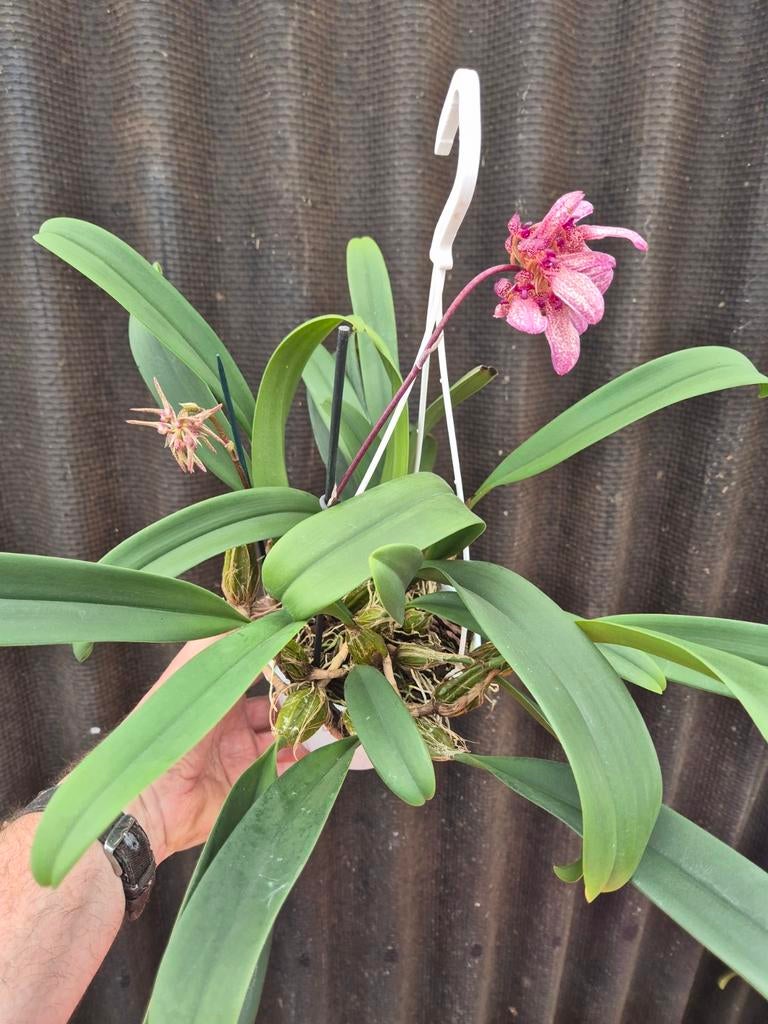 Orchidee Bulbophyllum Eberhardtii p14 (2), Ophalen of Verzenden, Halfschaduw, Minder dan 100 cm