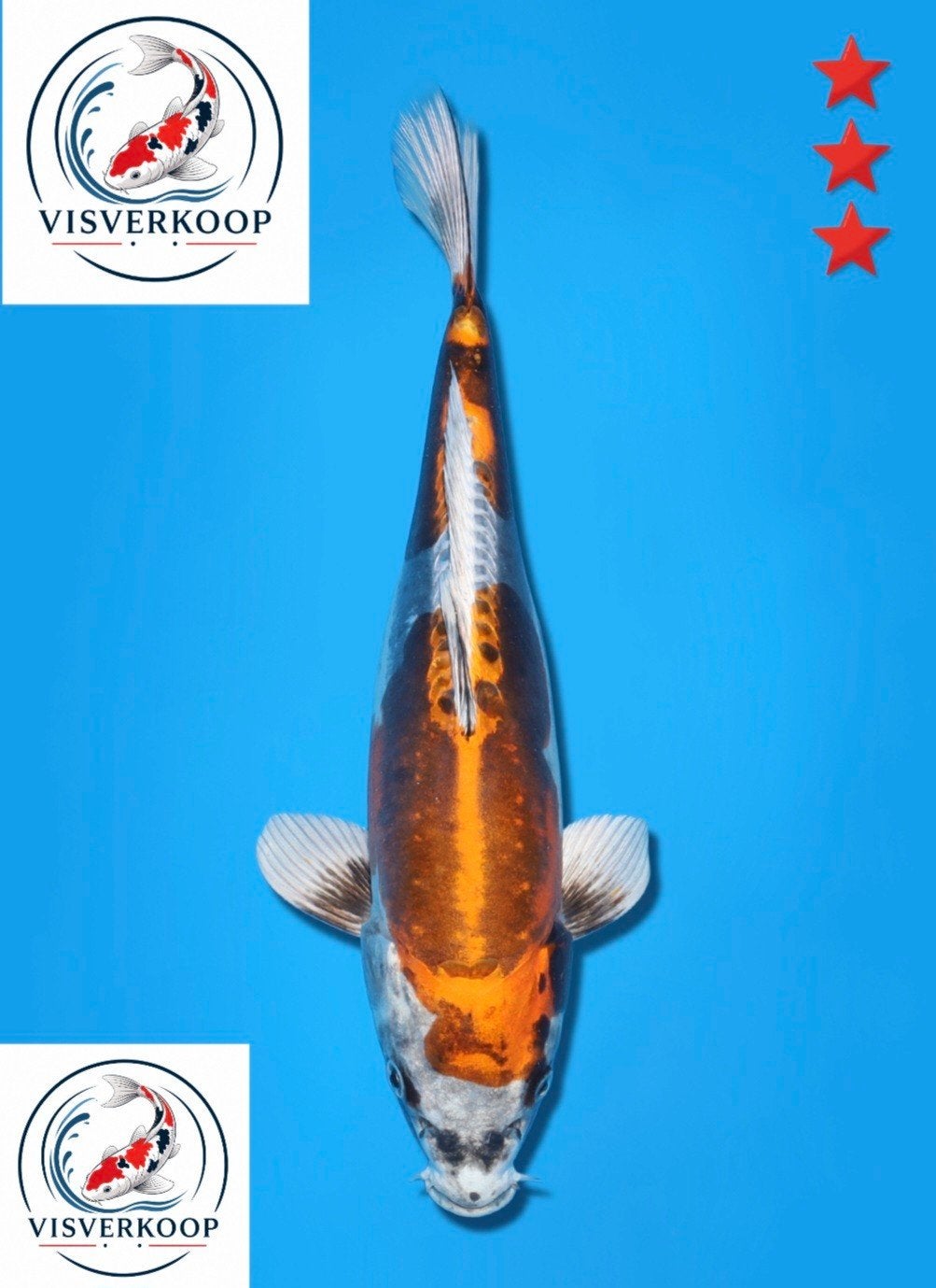 Koi Doitsu Metallic Ochiba., Karper of Koi