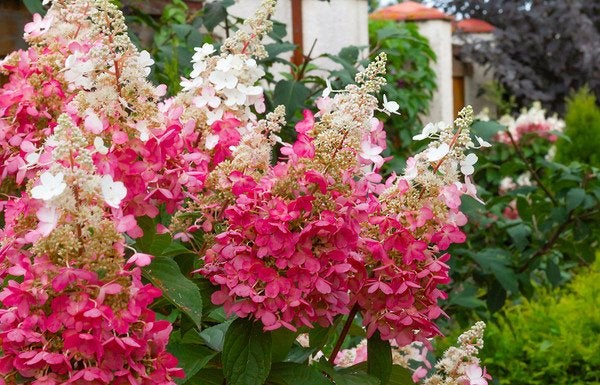 Hydrangea paniculata 'Pinky Winky' / 7,5 liter pot
