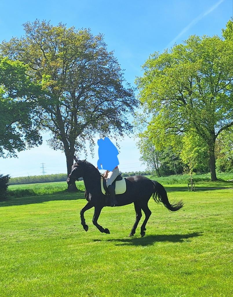 Weatherbeeta dressuur dekje, Ophalen of Verzenden