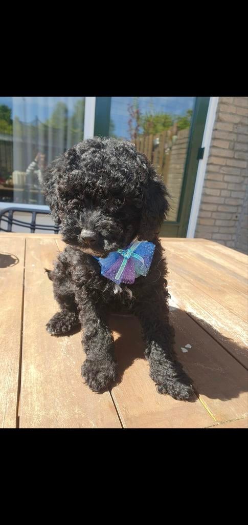 Dwerg x toy poedel reutje 10 weken, Poedel, Parvo, Reu, 8 tot 15 weken