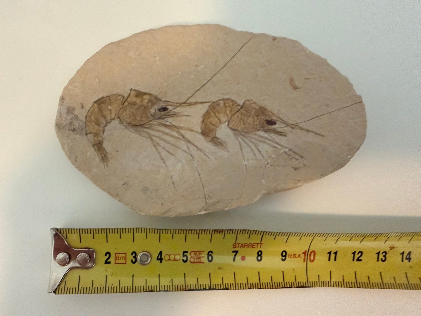 Dubbel garnalenfossiel uit het Krijt (Libanon), Ophalen of Verzenden, Fossiel