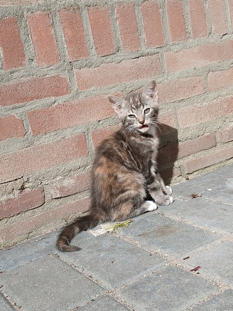 Kittens, Meerdere dieren, 0 tot 2 jaar