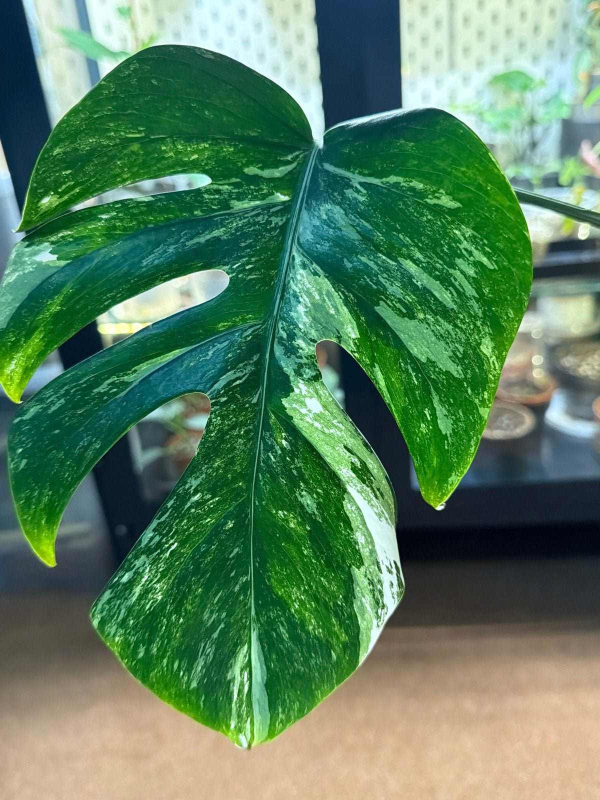 Monstera Albo Variegata, Ophalen of Verzenden