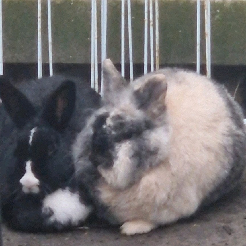 Konijnen vriendin gezocht, Dieren en Toebehoren, Konijnen, Vrouwelijk, Middelgroot