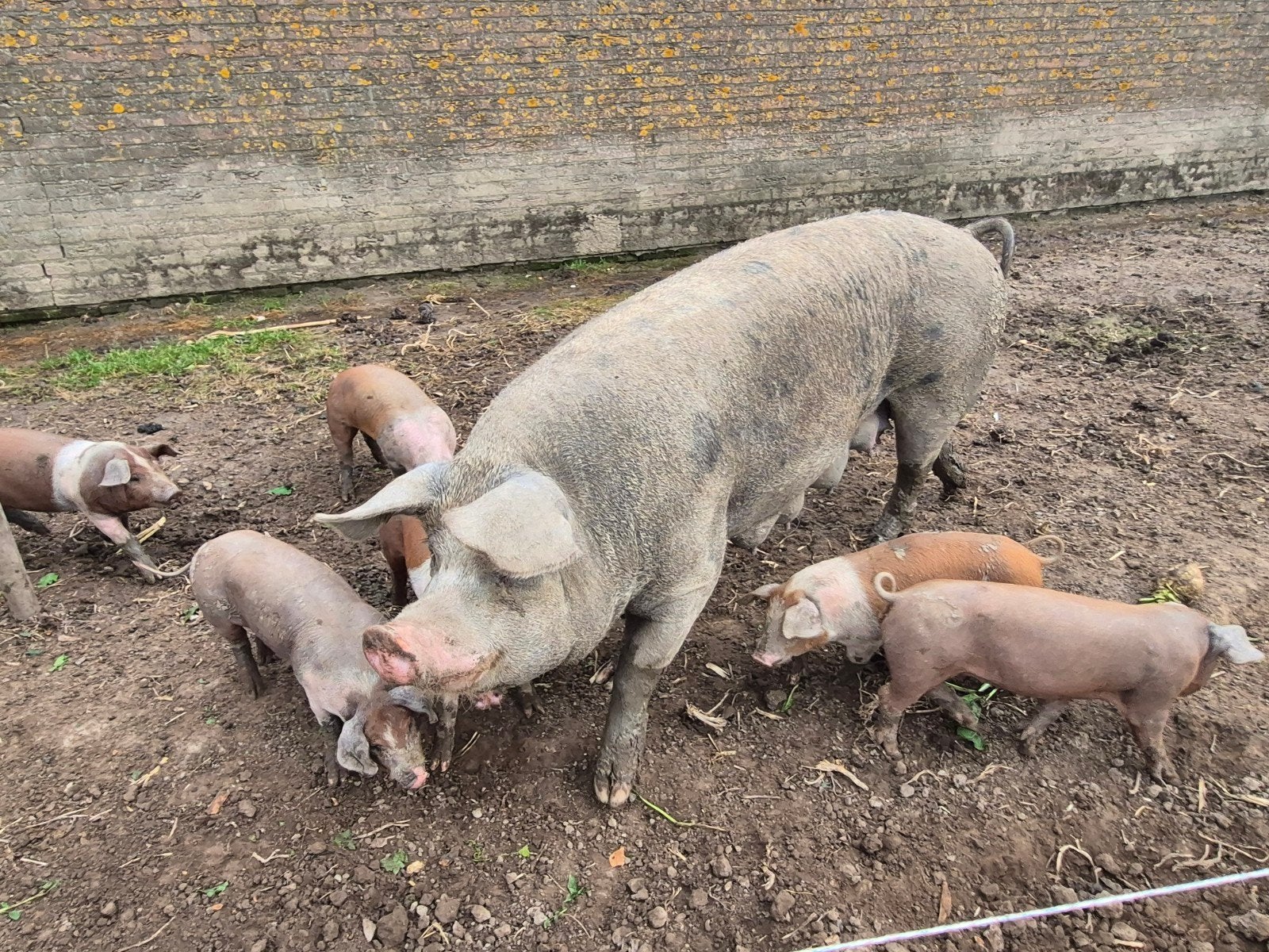 pietrain x husumer  Biggen, Dieren en Toebehoren, Meerdere dieren, Varken, 0 tot 2 jaar