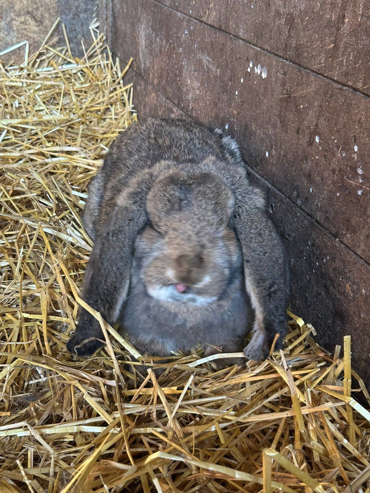 Frans hangoor rammen, Dieren en Toebehoren, Mannelijk, Groot, Hangoor
