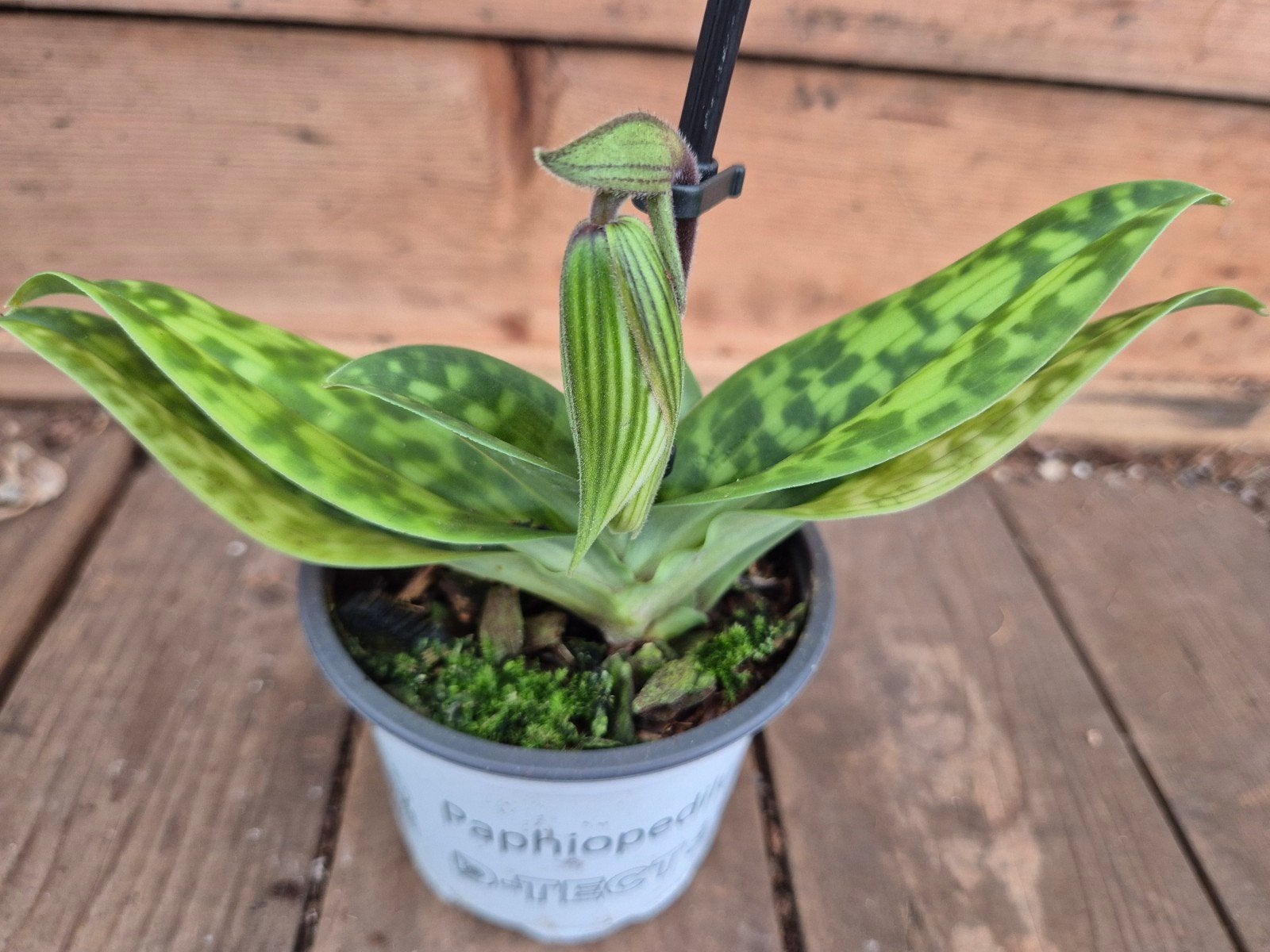 Orchidee Paphiopedilum p9 (G), Ophalen of Verzenden, Halfschaduw, Minder dan 100 cm
