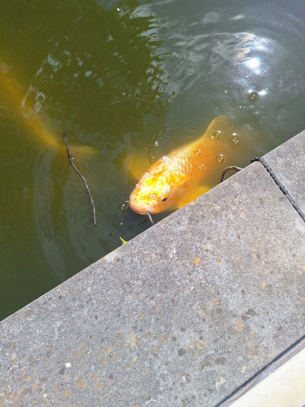 Koikarpers/steur aangeboden, Dieren en Toebehoren, Karper of Koi