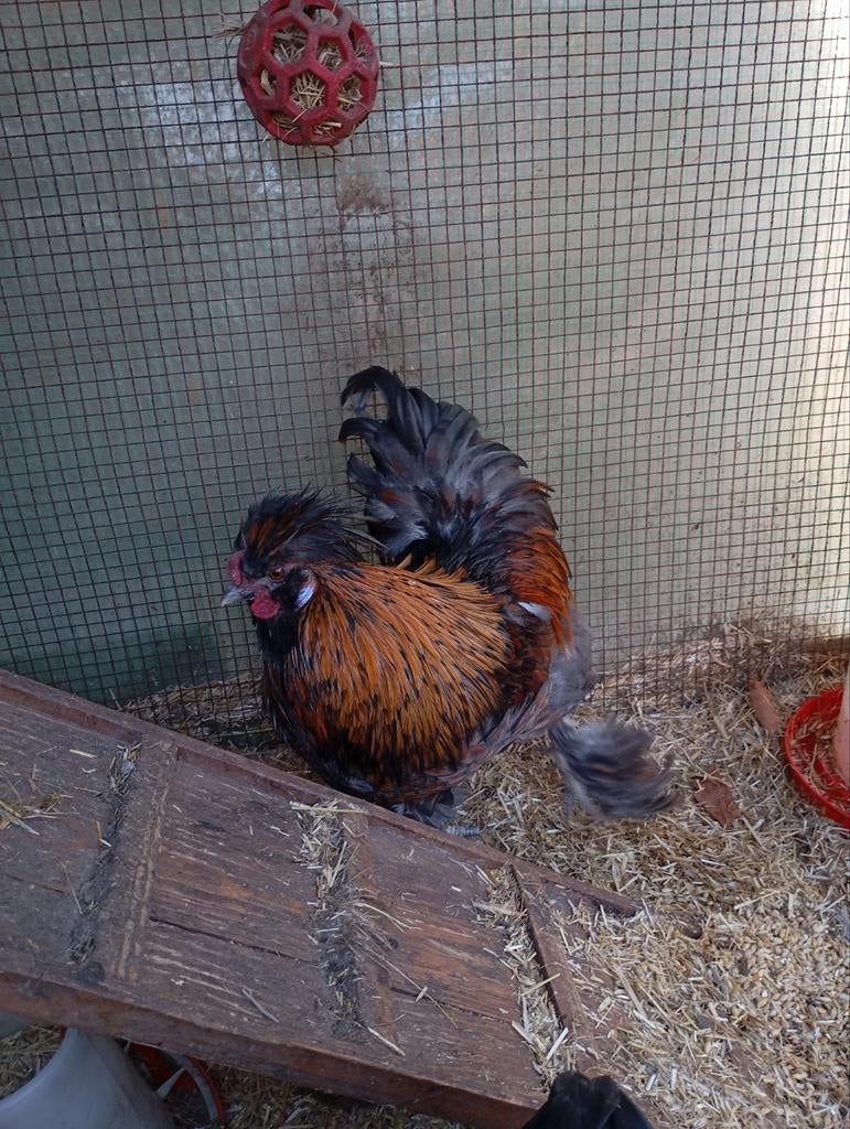 Tk hele mooie haan: zijdehoen kaal nek x zijdehoen, Dieren en Toebehoren, Pluimvee, Mannelijk, Kip