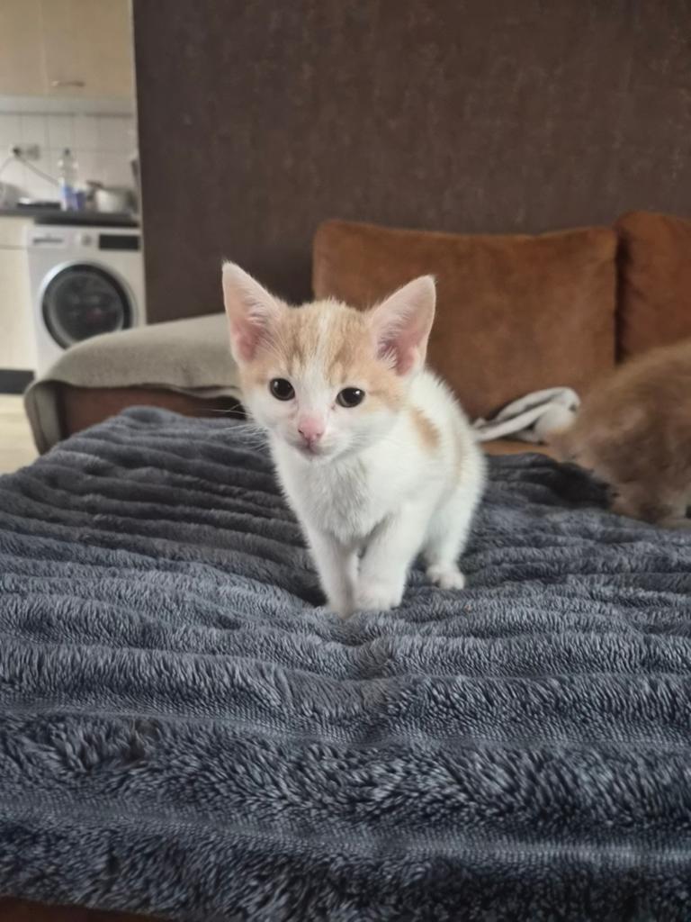 Wij zoeken een huisje., Meerdere dieren