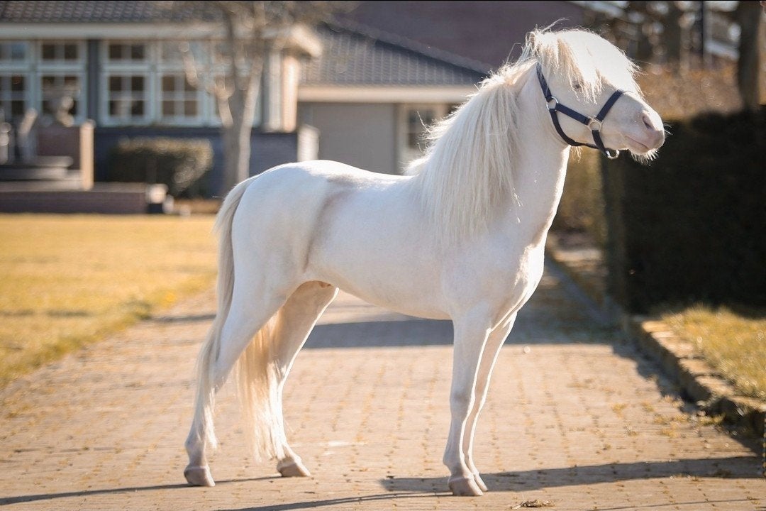 NMPRS /AMHA hengsten, merrie, veulens oa CHAMPAGNE en OVERO!, Dieren en Toebehoren, Meerdere dieren, A pony (tot 1.17m), Met stamboom