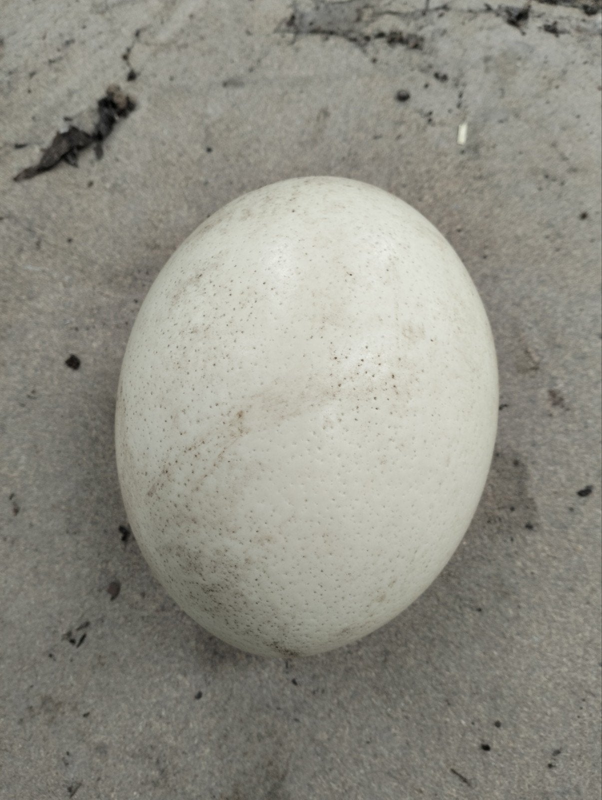 Te koop struisvogel eieren, Verzenden