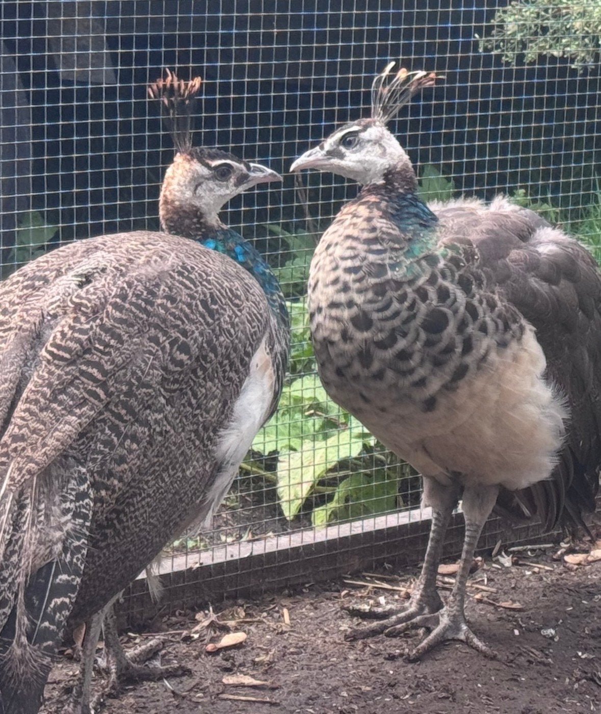 Jonge pauwen te koop, Dieren en Toebehoren, Meerdere dieren