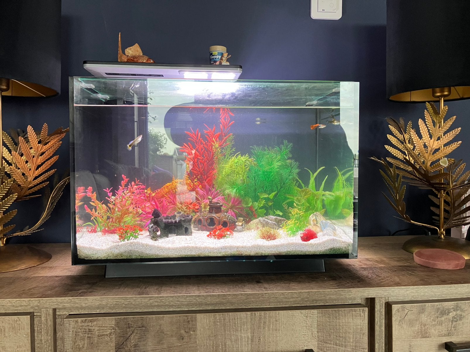 Superfish Quadro 70 Pro - Aquaria, Ophalen, Zo goed als nieuw, Gevuld zoetwateraquarium, Superfish