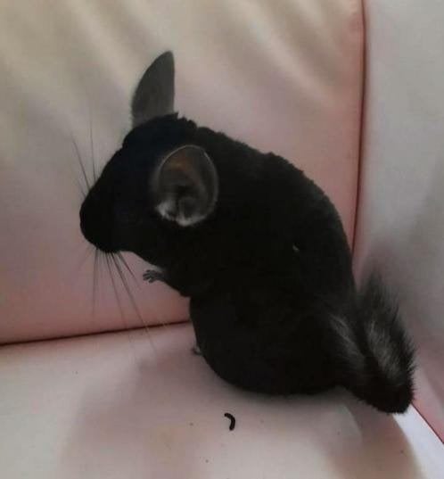 2 chinchilla's met kooi en uitzet, Dieren en Toebehoren, Chinchilla, November, Meerdere dieren, Tam
