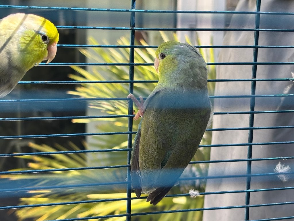 3x Forpus coelestis (evt. met nette kooi), Dieren en Toebehoren, Meerdere dieren, Papegaai