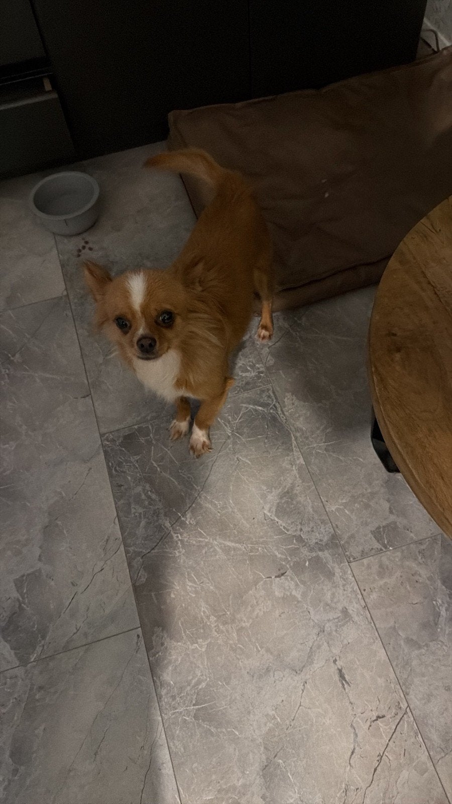 chihuahua zoekt met spoed een huisje., Dieren en Toebehoren, Reu, Eén hond, Chihuahua, 3 tot 5 jaar
