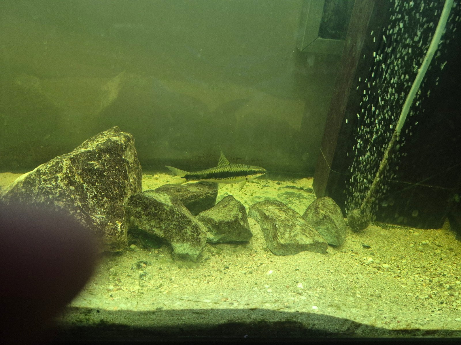 Siamese algeneter, Vis, Zoetwatervis