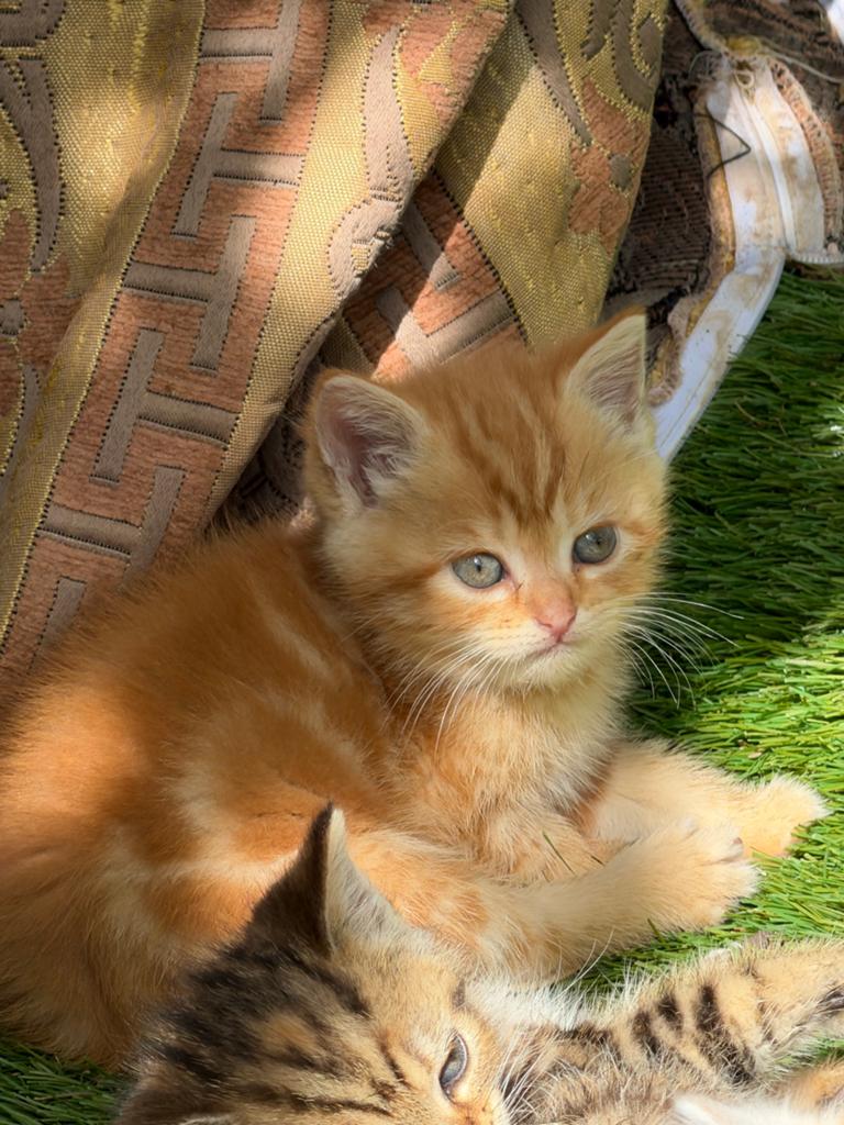 Kitten, Dieren en Toebehoren, Katten en Kittens | Raskatten | Korthaar, Meerdere dieren