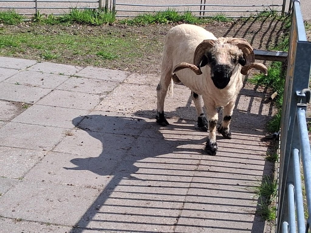 wallisser schwarznase Ram, Dieren en Toebehoren, Schapen, Geiten en Varkens, Mannelijk, Schaap