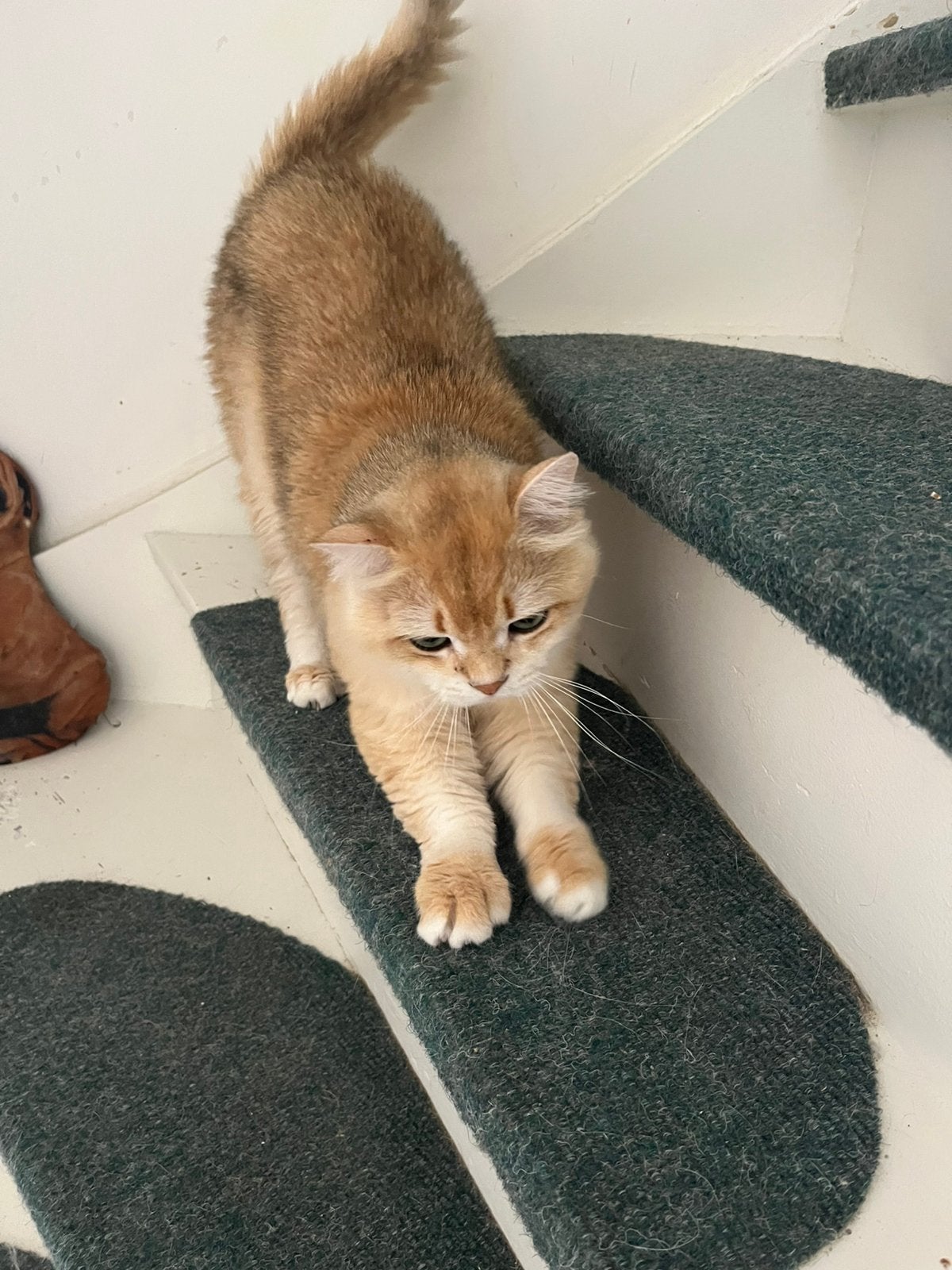 Britse korthaar kater, Dieren en Toebehoren, Katten en Kittens | Raskatten | Korthaar, Kater