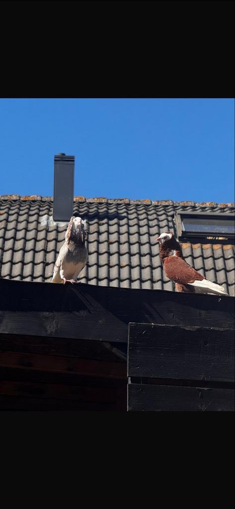 Koppel duiven, gezond en rustig, Meerdere dieren, Overige soorten