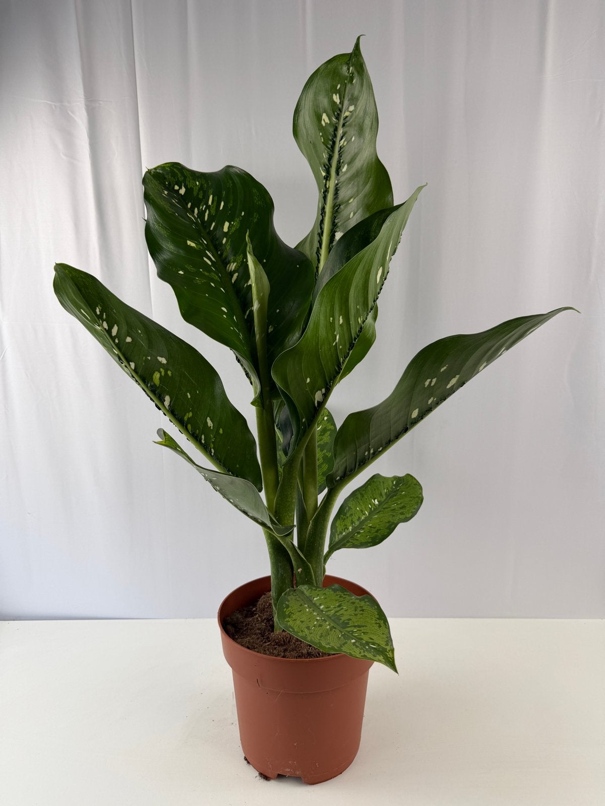 Nieuwe Dieffenbachia Caiman - Pot 17, Overige soorten, In pot, Minder dan 100 cm, Groene kamerplant