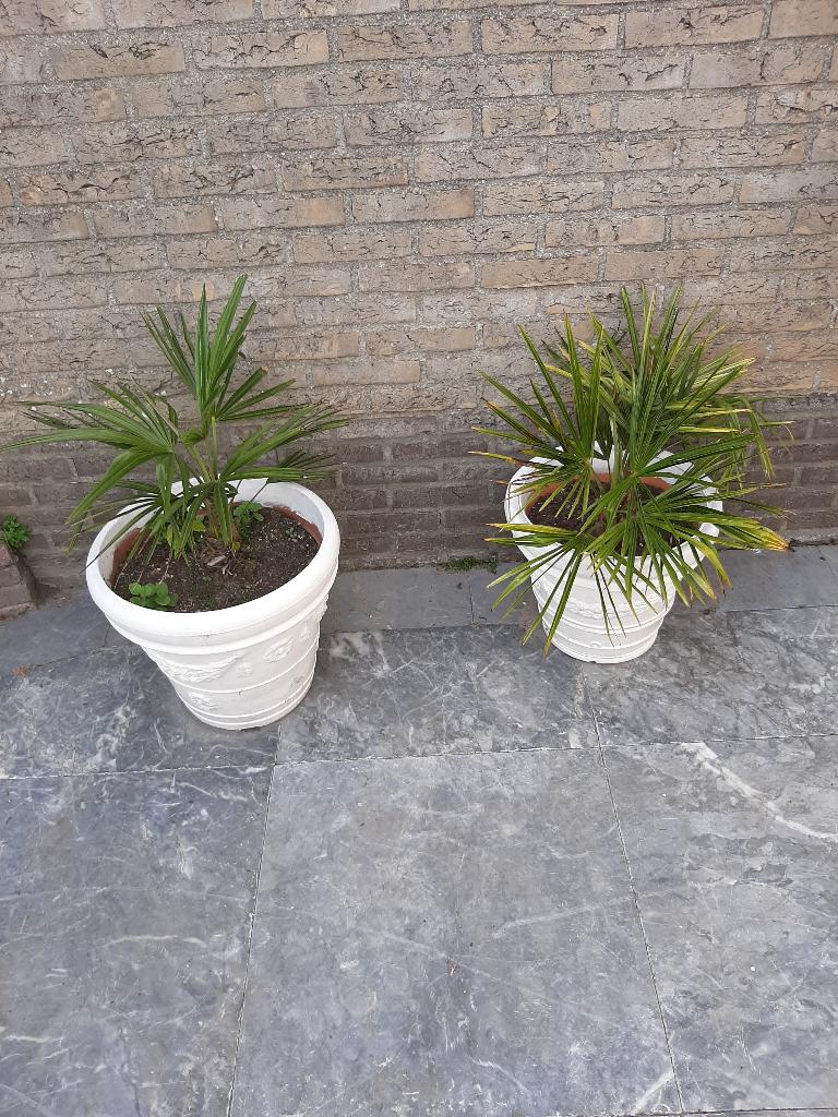 PALMEN  EN POT, 100 tot 250 cm, Zomer, Palmboom, Ophalen