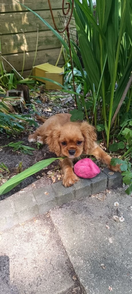 Cavalier King Charles Spaniel pup (kleur Ruby, Reu)., Parvo, Reu, 8 tot 15 weken, Eén hond