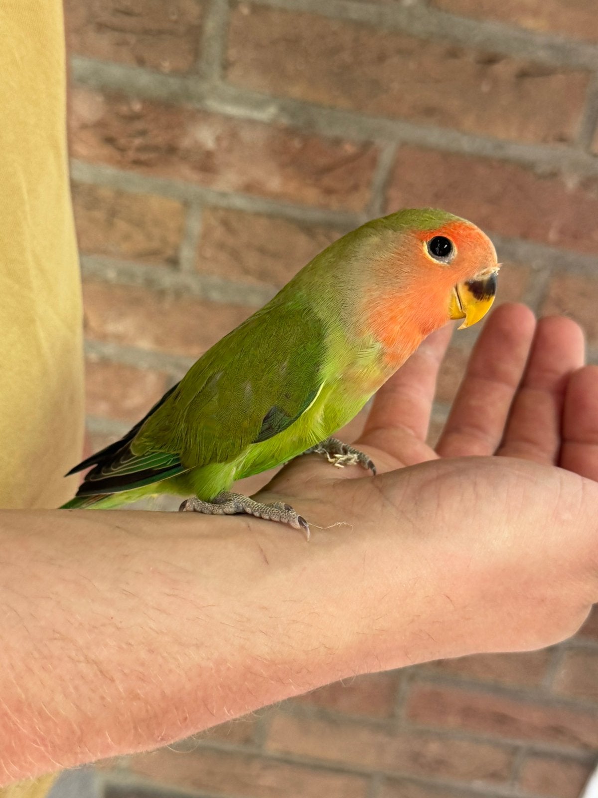 jonge Agapornis roseicollies dwergpapegaai man tam te maken, Meerdere dieren, Papegaai, Tam