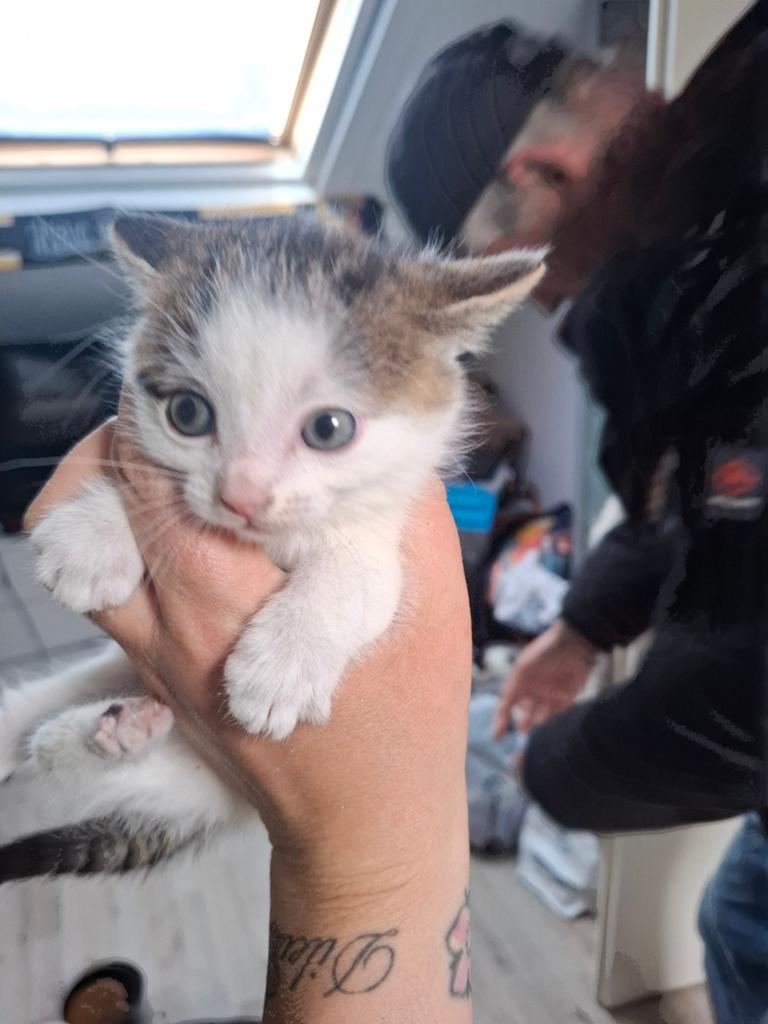 Kittens, Poes, Ontwormd, 0 tot 2 jaar