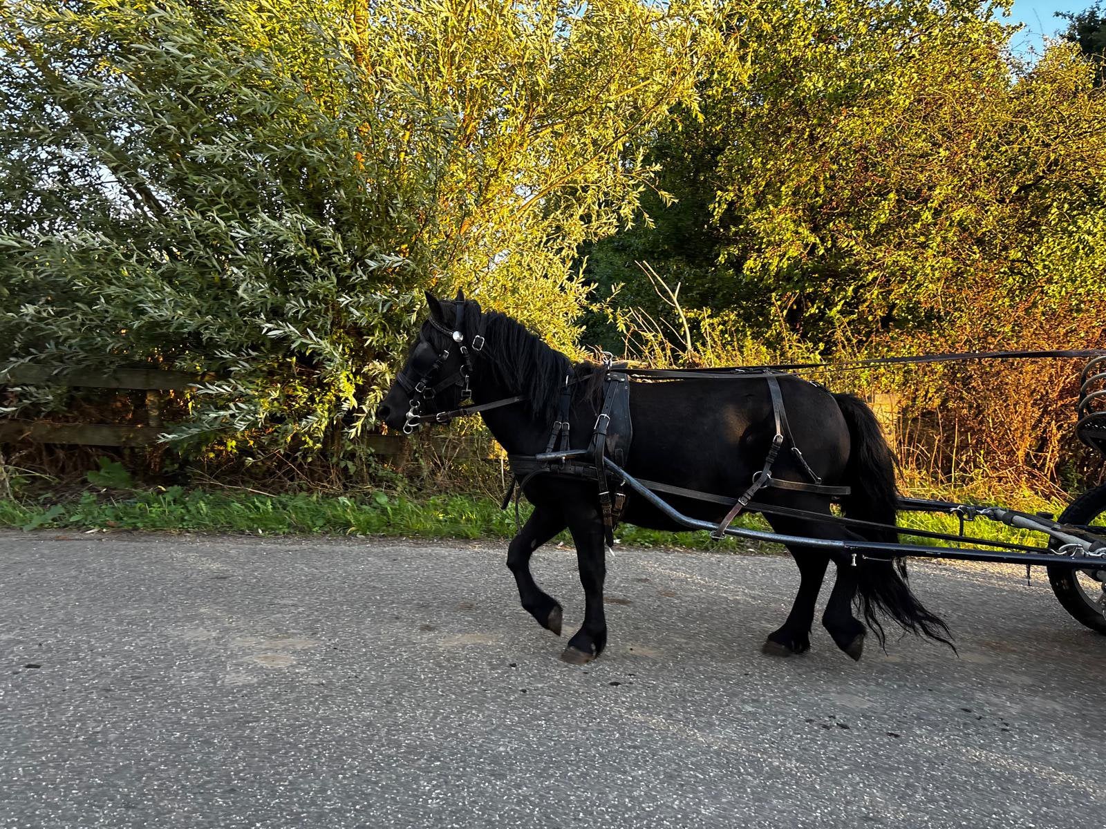 Shetlander ruin betuigd, Dieren en Toebehoren, Ruin, A pony (tot 1.17m), Tuigpony, Gechipt