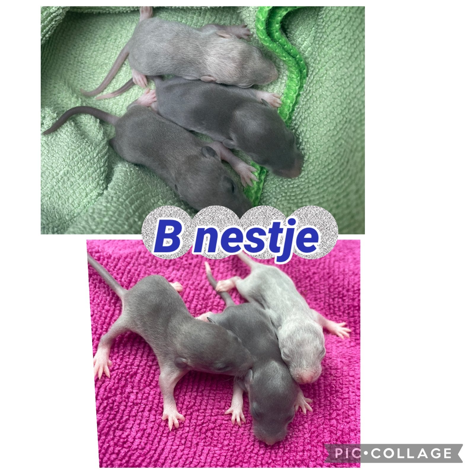 Alle rittens gereserveerd! Binnenkort nieuwe beschikbaar!, Dieren en Toebehoren, Rat, Mannelijk, Tam, September