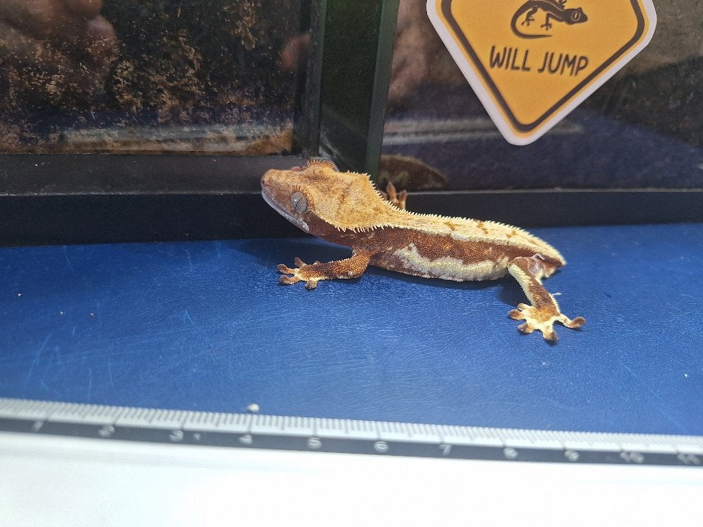 Jonge wimpergekko – vrouwtje, Dieren en Toebehoren, Reptielen en Amfibieën, Hagedis, Tam, 0 tot 2 jaar