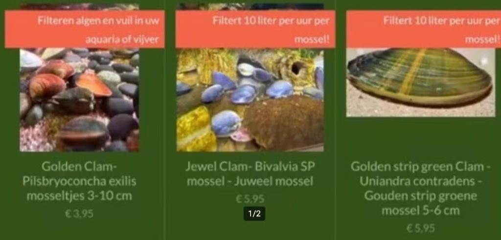 Diverse zoetwater mosselen ter zuivering, Slak of Weekdier, Zoetwatervis