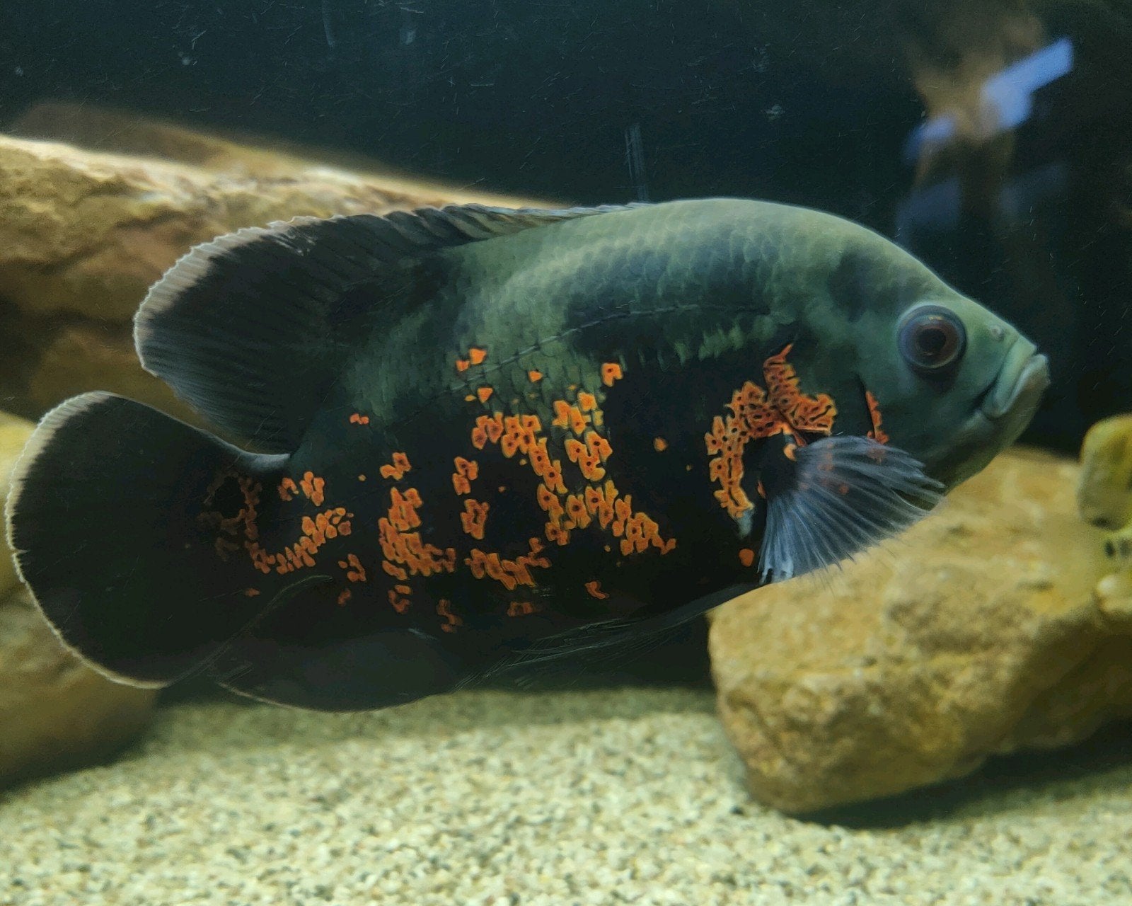 Pauwoogcichlide 17cm, Dieren en Toebehoren, Vissen | Aquariumvissen, Vis