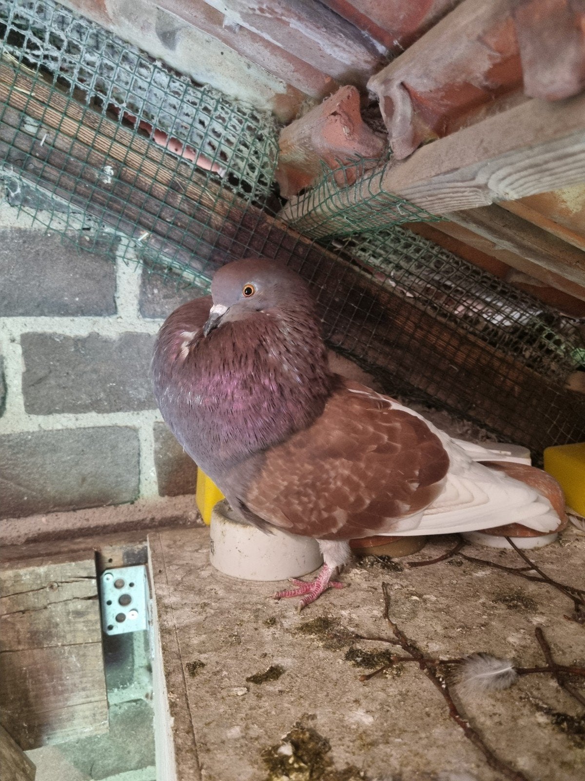 Gelderse Slenken, Meerdere dieren, Overige soorten