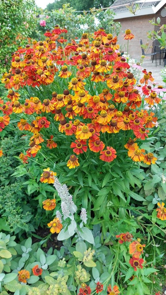 Helenium Moerheim Beauty zonnekruid, in knop, langbloeiend, Ophalen, Zomer, Vaste plant