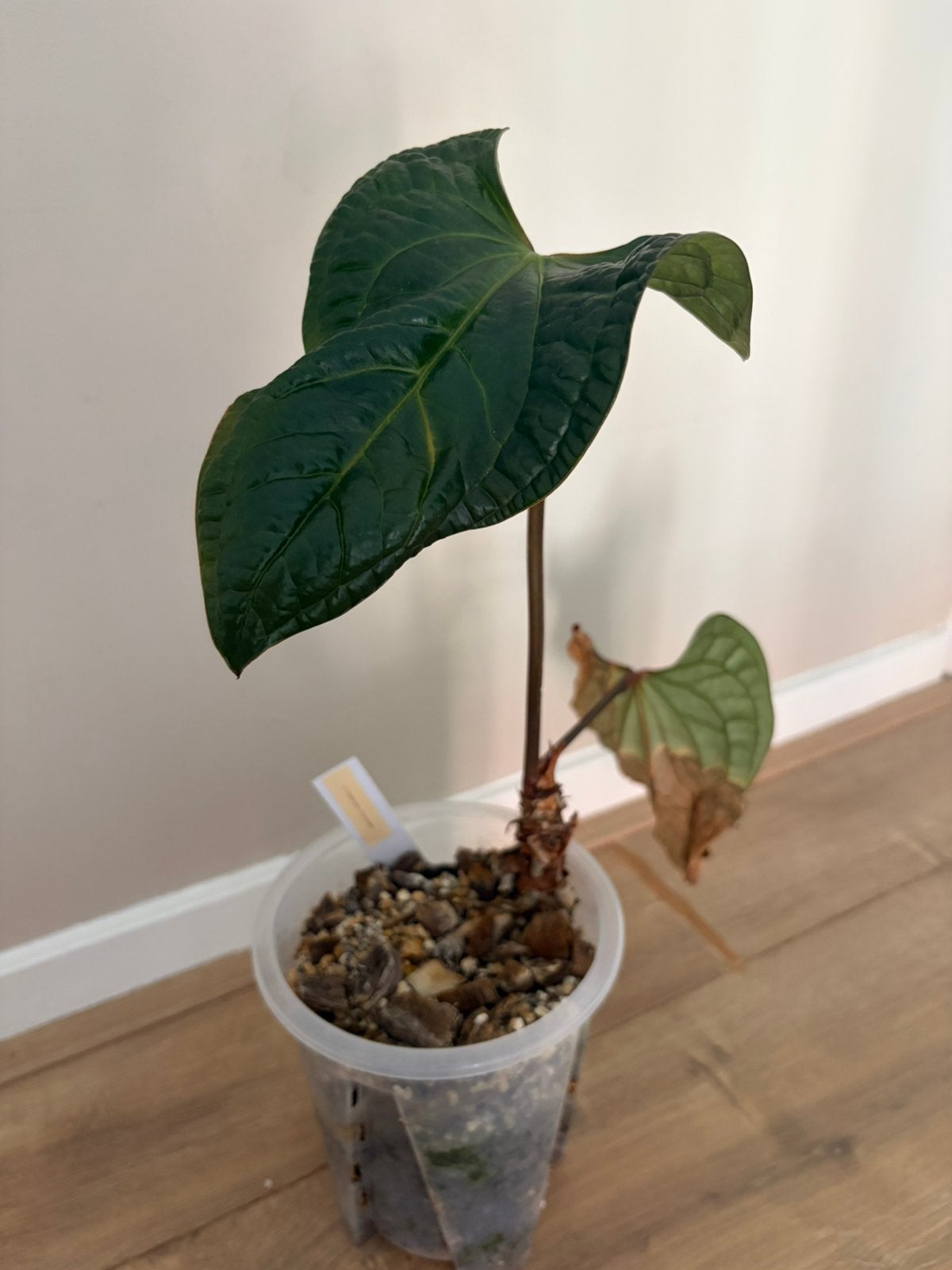 Anthurium Radicans x Luxurians, Ophalen, Halfschaduw, Minder dan 100 cm