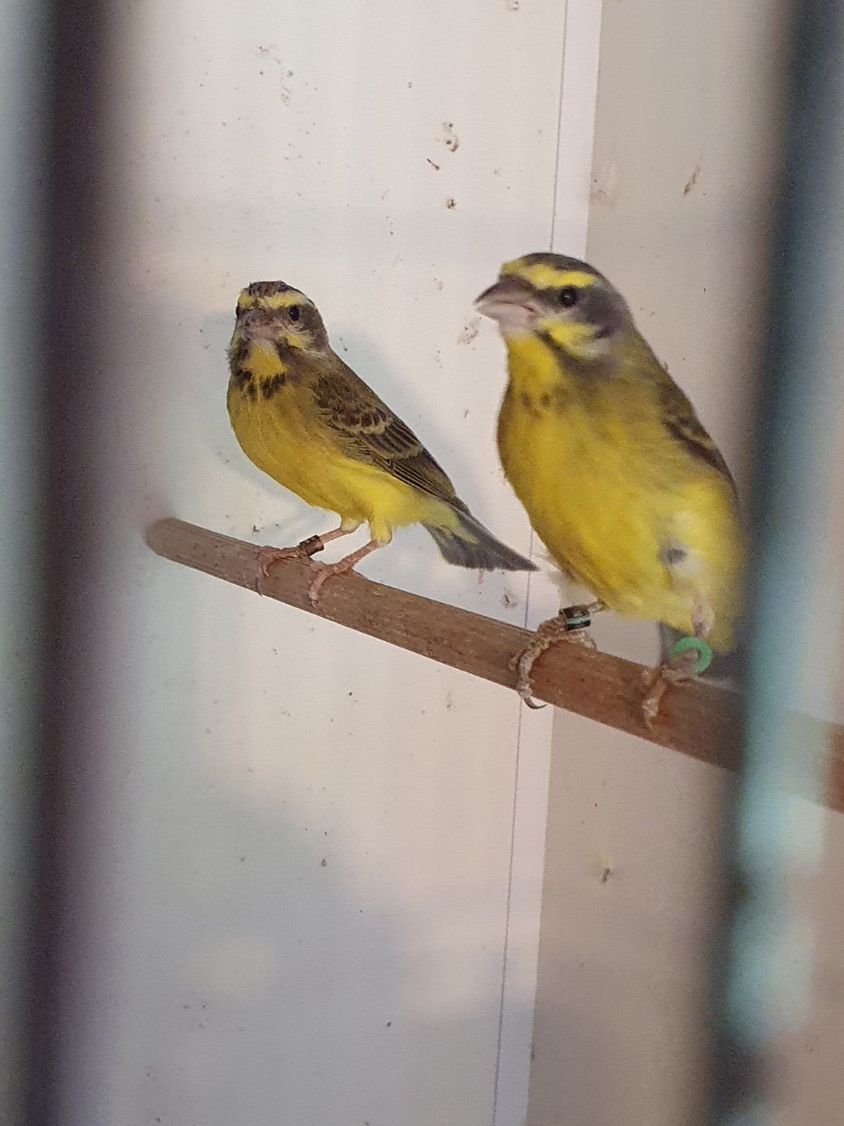 mozambiqeu sijs pop, geringd 2026, Dieren en Toebehoren, Vrouwelijk, Geringd