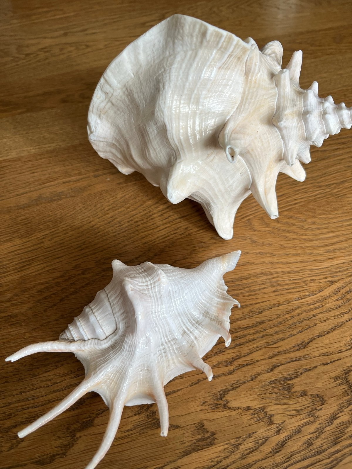 Decoratieve schelpen, Gebruikt, Mediterraans, Ophalen of Verzenden, Natuurlijk materiaal