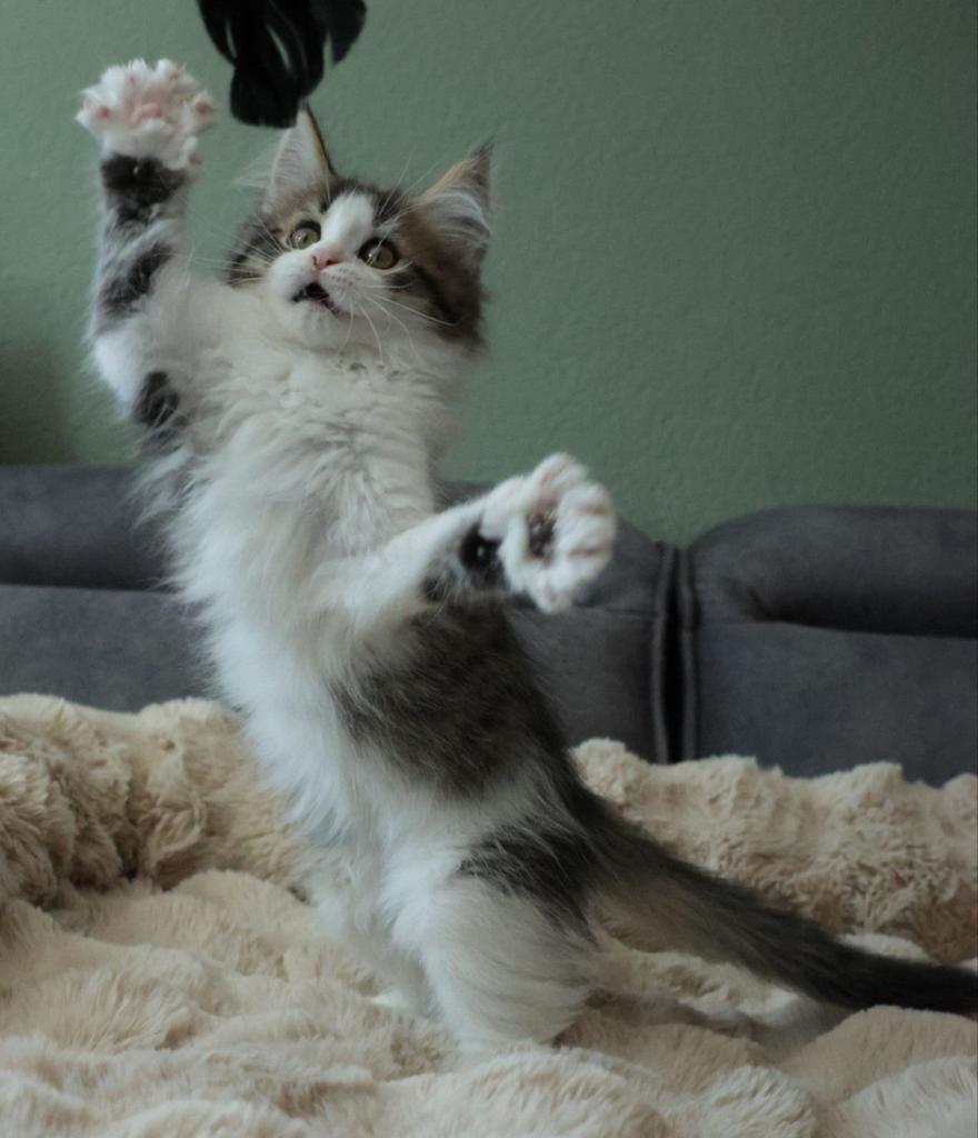 (Maine Coon Mix) Lief Poesje Bella – Black Tabby & White, Poes, Ontwormd, 0 tot 2 jaar