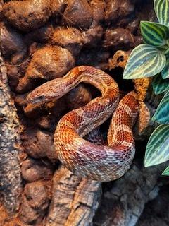 Rode Rattenslang - Pantherophis guttatus, Dieren en Toebehoren, Slang, 7 tot 10 jaar
