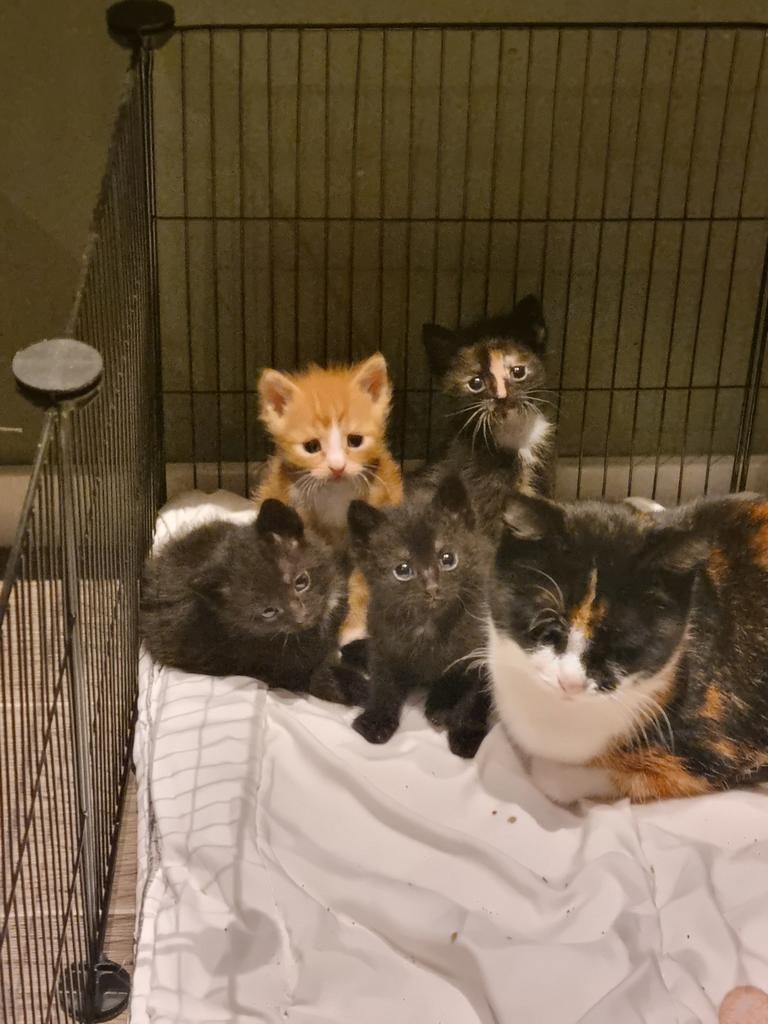 Superlieve kittens, Dieren en Toebehoren, Katten en Kittens | Overige Katten, Meerdere dieren, Kortharig, 0 tot 2 jaar